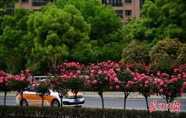  花田|路边花田连串、街头千万花卉、阳台飘花院墙垂绿，武汉“花海”国庆盛放