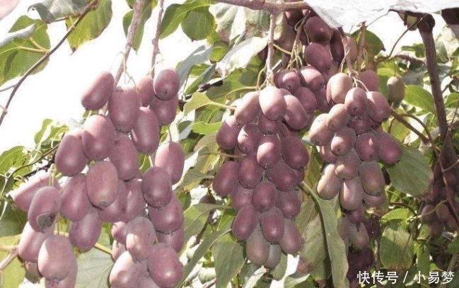 没人要|南方这“水果”甜过甘蔗,卖1元一斤没人要,北方卖60元不嫌贵!