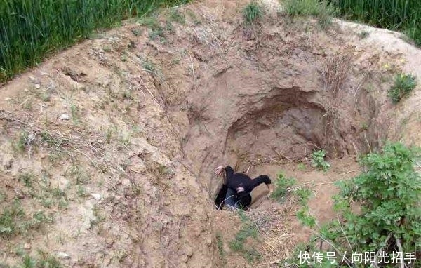 坟墓|明朝绝顶高僧, 却遭人盗墓, 专家挖掘后却无心赶走两只“上古”神兽