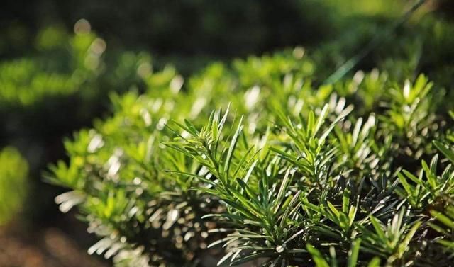  寓意|高雅寓意好的树，摆在庭院或客厅，好彩头有了