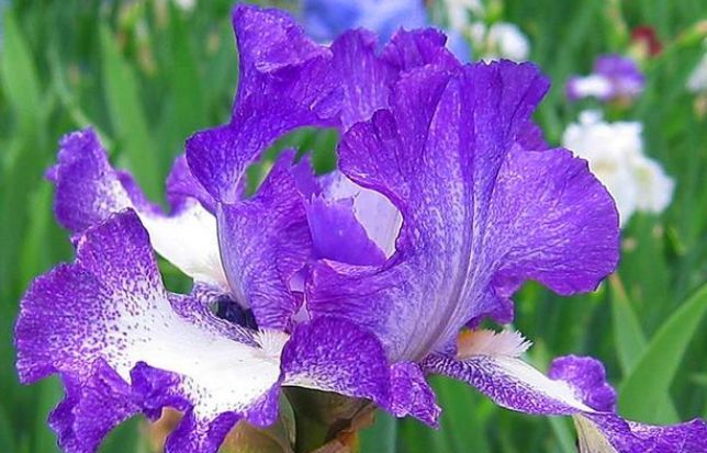  适合|最适合新手养的4种花，沾土就能活，颜值高寓意好，过年开的最旺