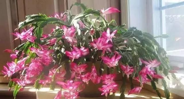 枝头|盆里扔2样东西,养花10年不烂根,叶子油光瓦亮,花苞挂满枝头!