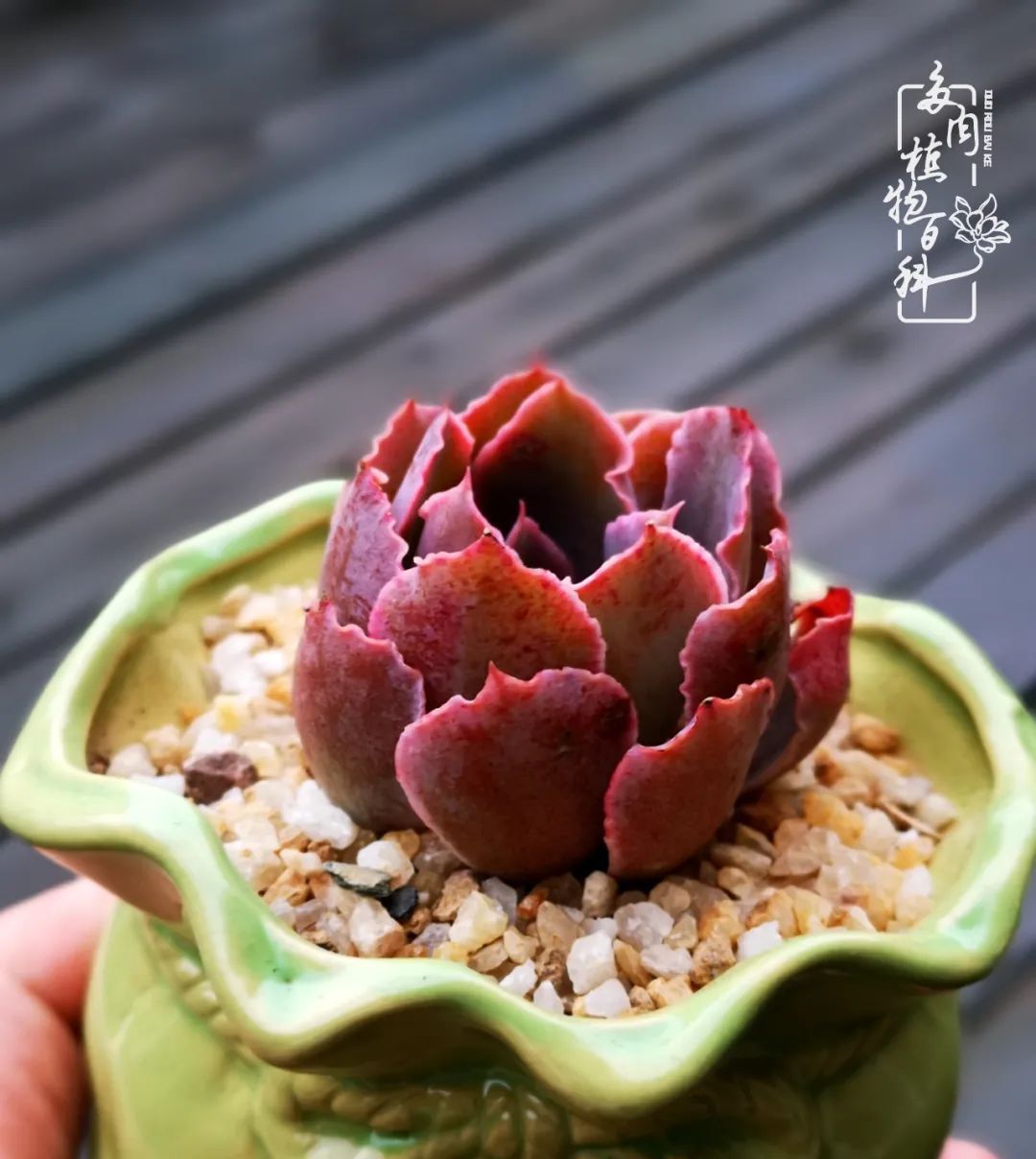  萌化|当粉粉的多肉捧在手心，我体验到了什么叫“萌化了心”