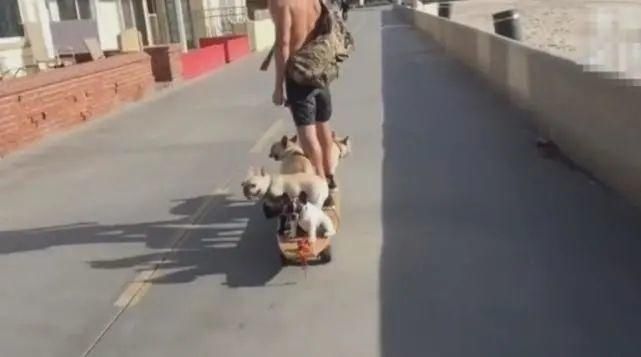 狗狗|男主用滑板车拉六只狗狗，狗狗淡定坐滑板车，萌爆了！