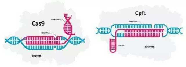 诺贝尔化学奖|2020年诺贝尔化学奖：基因编辑