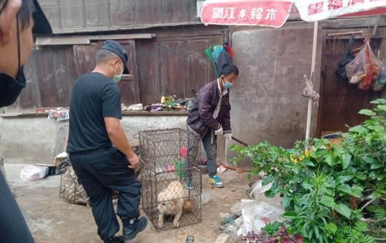  街道|九隆街道联合开展抓捕流浪狗专项整治行动