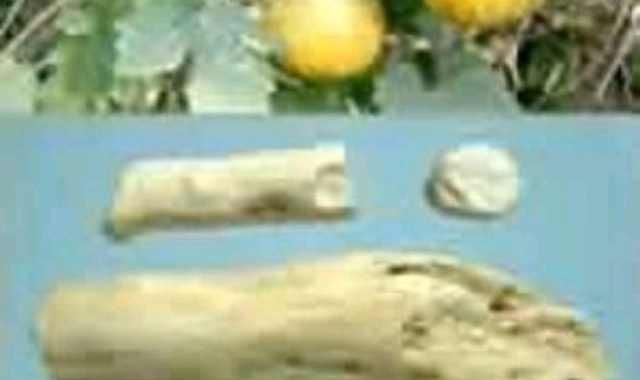 学识|学识《中华本草》天花粉