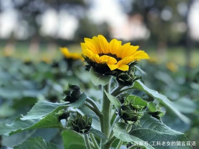 葵花|沈阳花讯通知：朵朵葵花向阳开