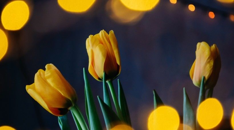 异性|8月异性缘旺,这四大生肖能找到真爱,今年定能收获好爱情!