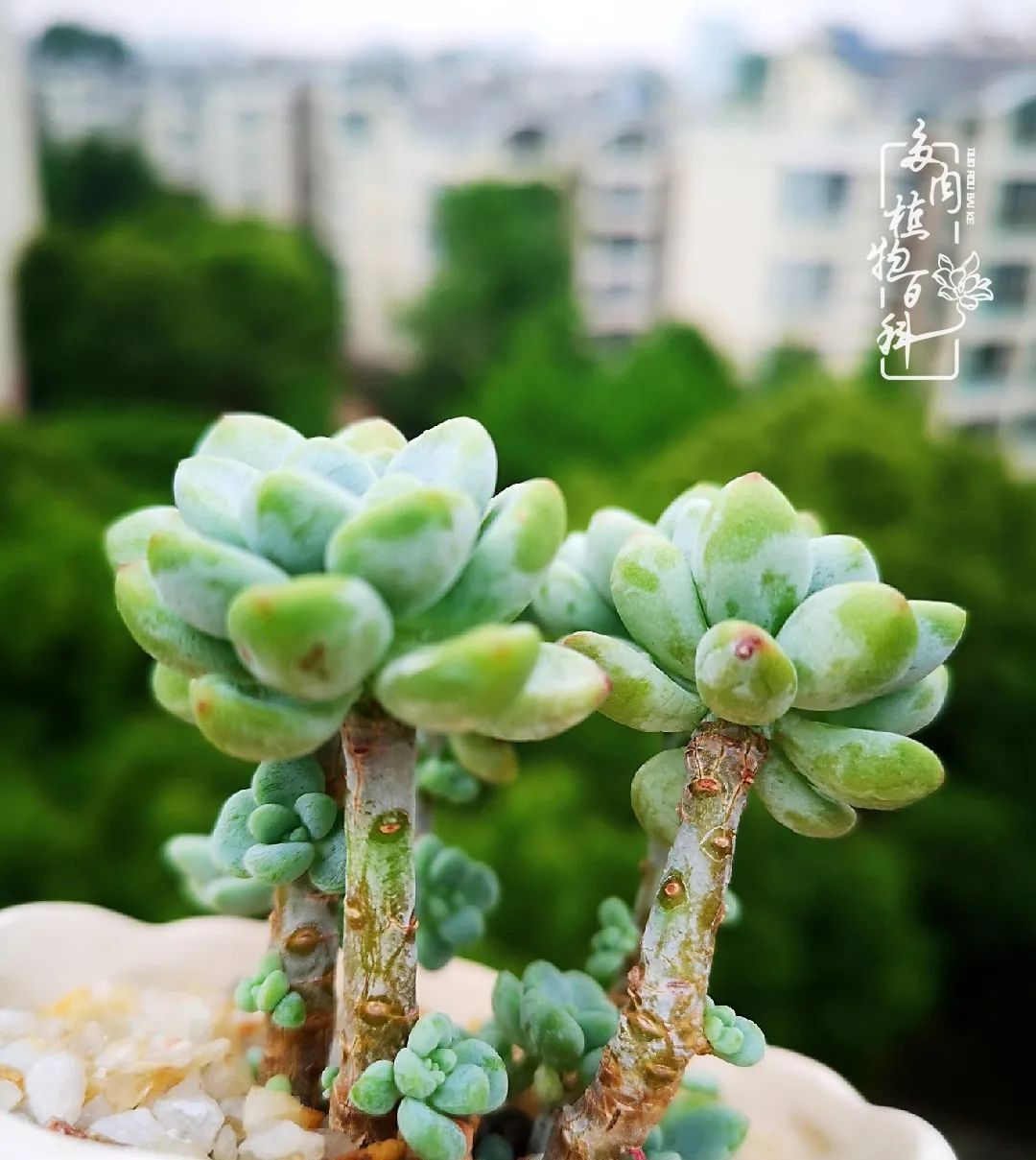  萌化|当粉粉的多肉捧在手心，我体验到了什么叫“萌化了心”