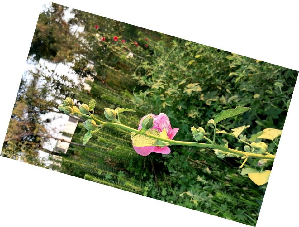 蜀葵|盛夏赏蜀葵，观花心情爽！