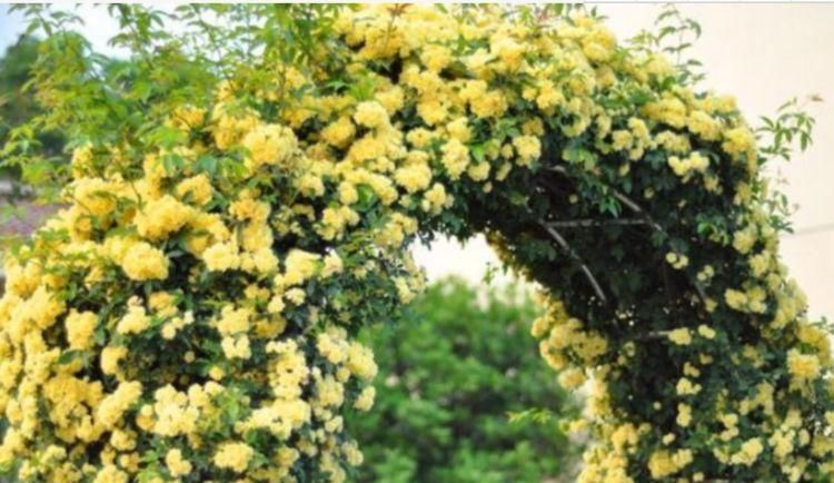  开花|3种花埋土里就活，迷人的花朵，开满整个花盆，快养起来吧！