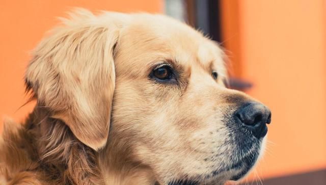  身亡|老人被狗绳绊倒后身亡，遛狗女子逃离现场，依旧没抓狗绳