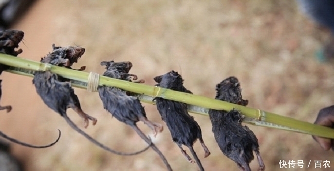 味道鲜美|在非洲流行的1种烧烤,味道鲜美,一串只要1美元,你敢吃吗?
