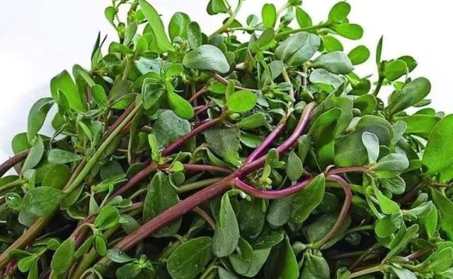  冬天|农村随处可见的菜，新鲜的时候没人吃，晒干了冬天包包子贼香