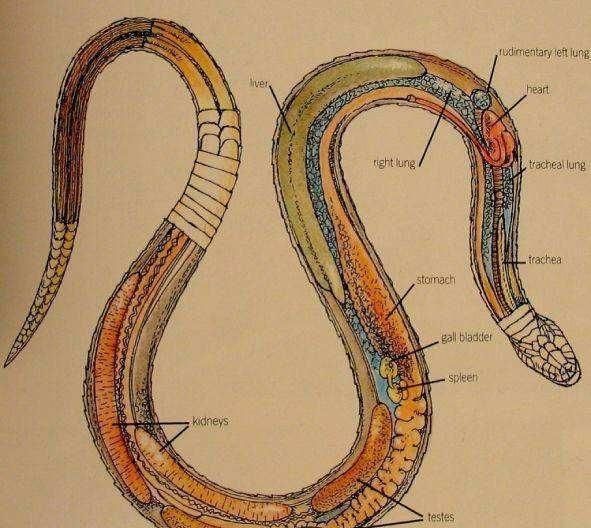  蛇头|被剪下头部的海鳗咬伤？听说过被蛇头咬伤，海鳗头咬人什么原因？