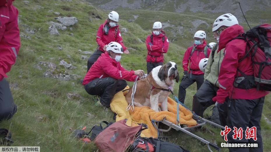 下山|搜救犬反被救!圣伯纳犬腿伤受困16人抬下山