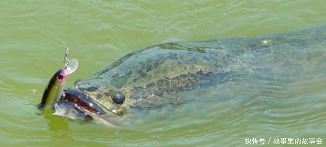 鲤鱼|都说亚洲鲤鱼的入侵让美国很头疼, 但它的入侵才是让美国人最心塞