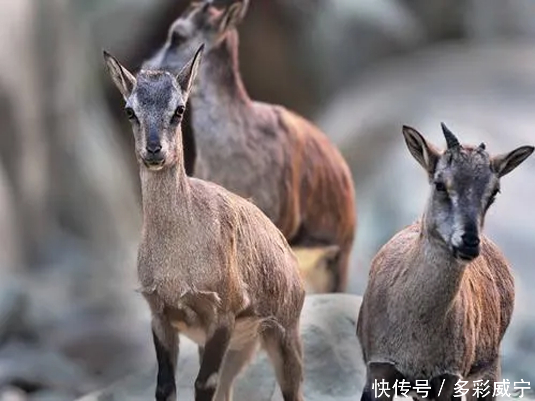 宁海|山中布网抓岩羊 威宁海拉四名男子把自己给“捕”了