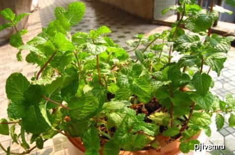  吃护|家里阳台种点“它”，是宝贝，驱蚊还能做菜，常吃护肝少感冒