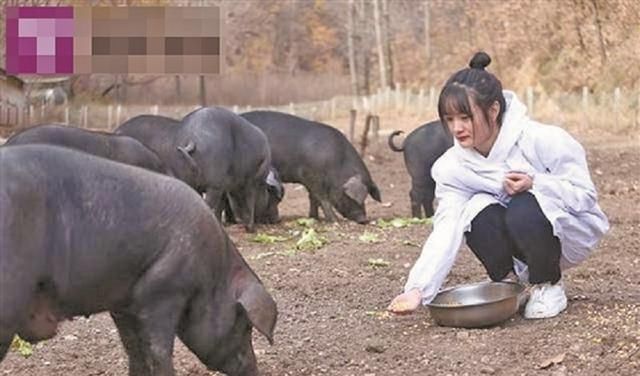 养猪|95后大学生毕业回家养猪,父亲为她婚事发愁,扬言:陪嫁300头猪