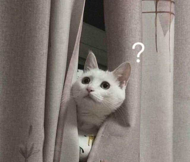 听说|听说跟猫同眠会睡得更香？网友：让你见识一下，什么是半夜蹦床迪