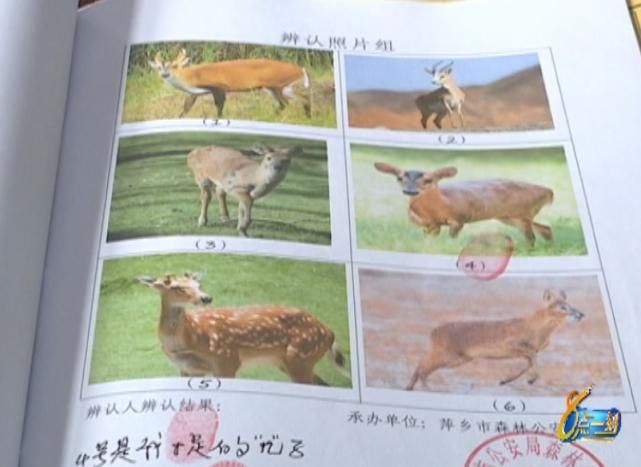 湘东区人民|判了！一男子非法捕猎野生动物，结果…