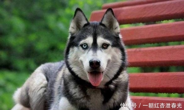 雪橇|哈士奇被称为“二哈”,为什么在拉雪橇的时候,却有组织有纪律