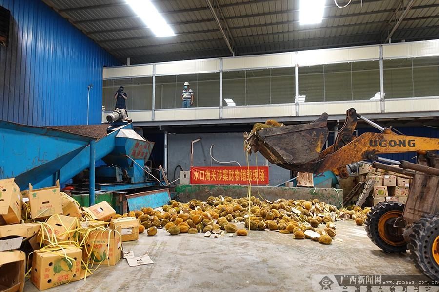 海关|水口海关销毁49.58吨涉嫌走私入境榴莲