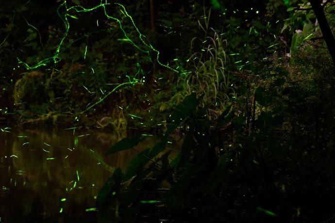  梦幻|超梦幻！西湖边的萤火虫你见过吗？这个地方还有1500亩的萤火虫公园！