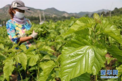 村民在道虎沟乡上泉|河北平泉：宠物饲料微工厂助脱贫