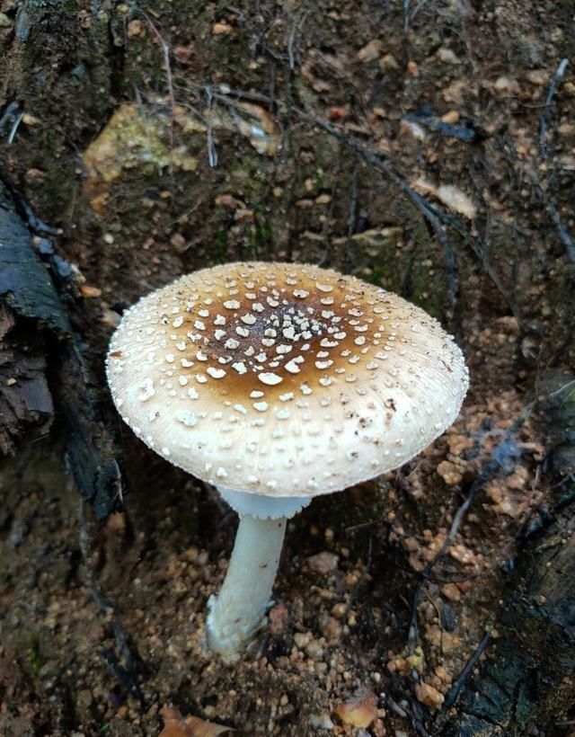  奇观|抓住夏天的小尾巴，新甫山山水有奇观