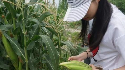  玉米|地里干活的农村妇女最怕这三件事，尤其是最后一件，你经历过吗？