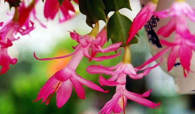 来年|这3“种花”，赶紧去扦插，生根快成活率高，来年花开爆满盆！