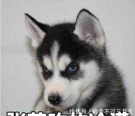 最明显|《花少》处女座遇见处女座,张若昀一个小动作就完胜陈柏霖!