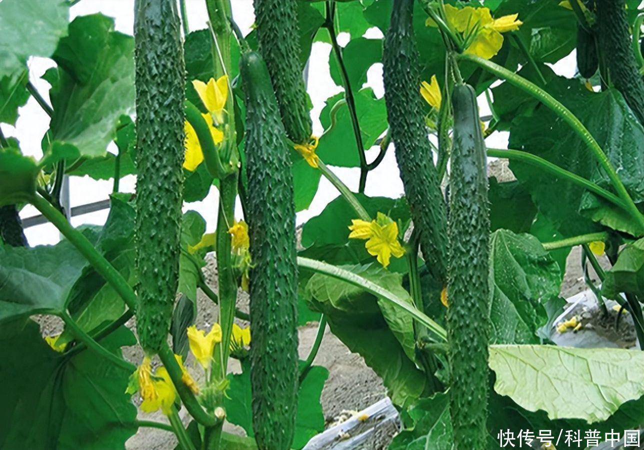 黄瓜可以降血压降血糖吗(每天吃一根黄瓜，身体会发生什么变化？真的降血压、降血糖？)