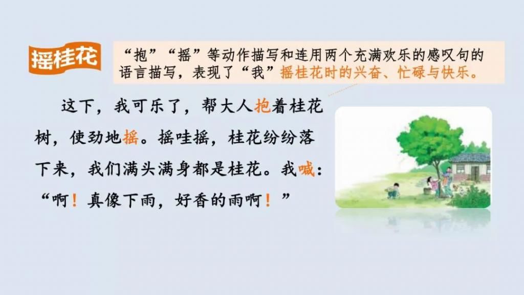 桂花|【预习】部编版五年级语文上册第3课《桂花雨》图文讲解