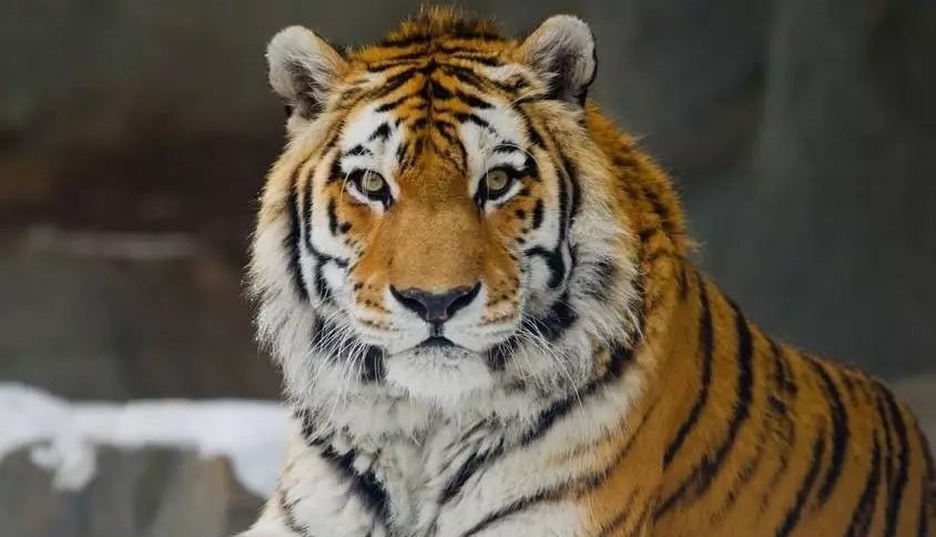 运程|人生苦短“虎人”未来“2020年”运程，该看看了！