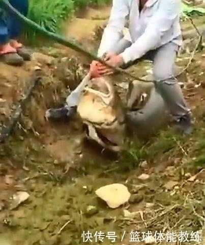  男子|野外游玩发现水中有黑影，走近一看，男子选择报警