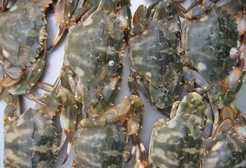 今日|今日开海!这84种海鲜,你都认识吗?你真的会吃海鲜吗?