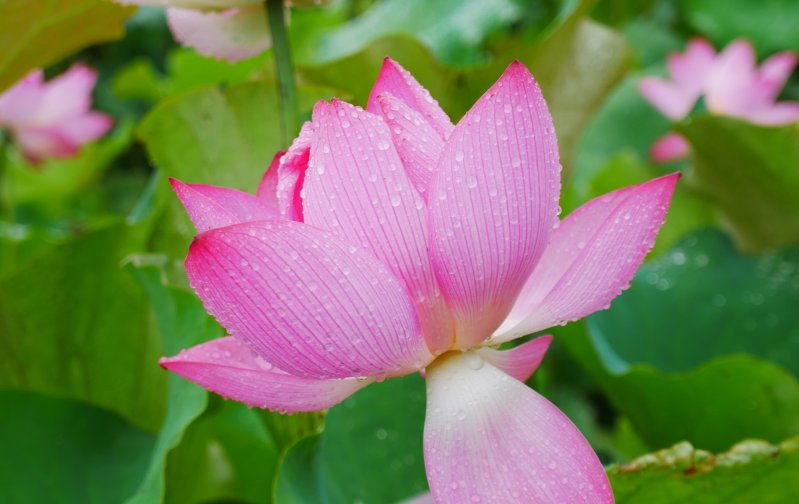 高贵|7月中旬好运不断,财运喜事接着来,这4大生肖年赚百万不是梦!