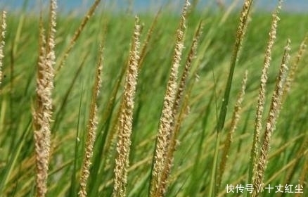 头疼|中国人终于头疼了!由于数量过多,不得不开着挖掘机“铲掉”