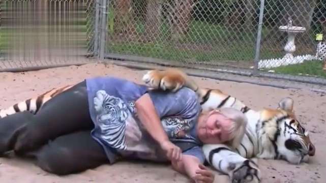  全过程|老虎7年后与救命恩人重逢，将女子扑倒在地，镜头记录下全过程！