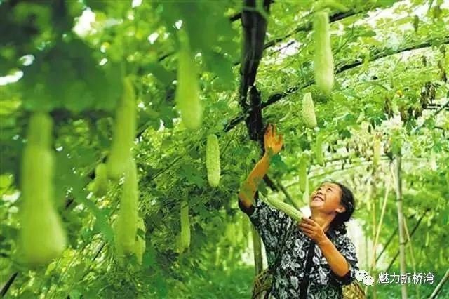  诗意|你与李子柒的诗意生活，只差一个“慈王农庄”！