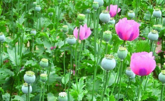 种植业|最特殊的农民,武警24小时持枪保护,种的东西永远不愁销路