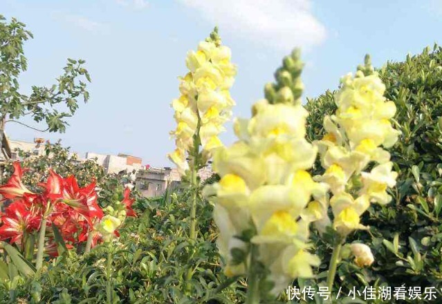  能开|20种秋天开花的植物，外出看到，记得拍照欣赏！