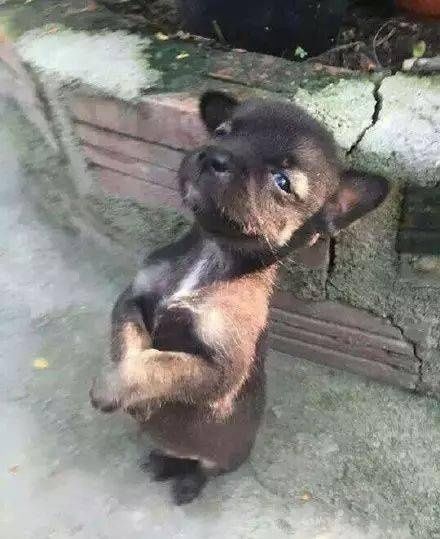 只狗狗|街头小黄狗照顾另一只奶狗,用怀抱支起一个爱的世界泪目