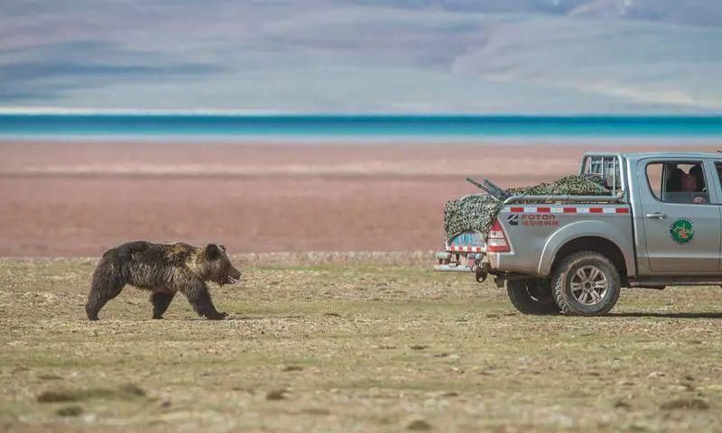  深圳|可可西里的守护者！深圳男子用镜头记录荒原上的藏羚羊