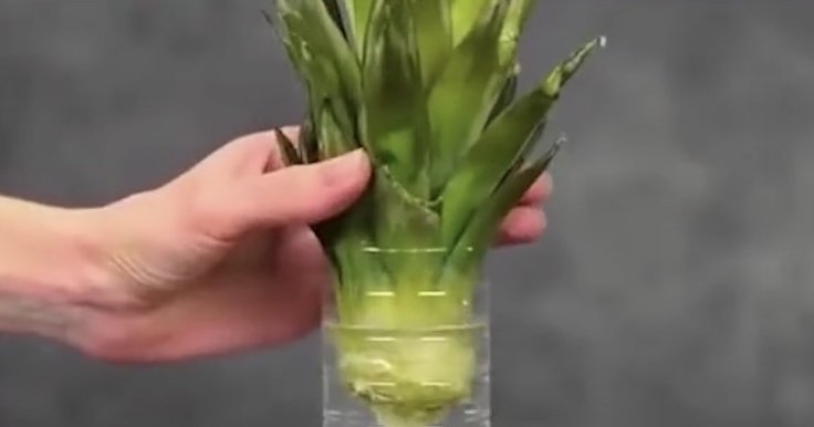 植物|养护植物,吃完的水果别急着扔,留下籽便能种出可爱的植株