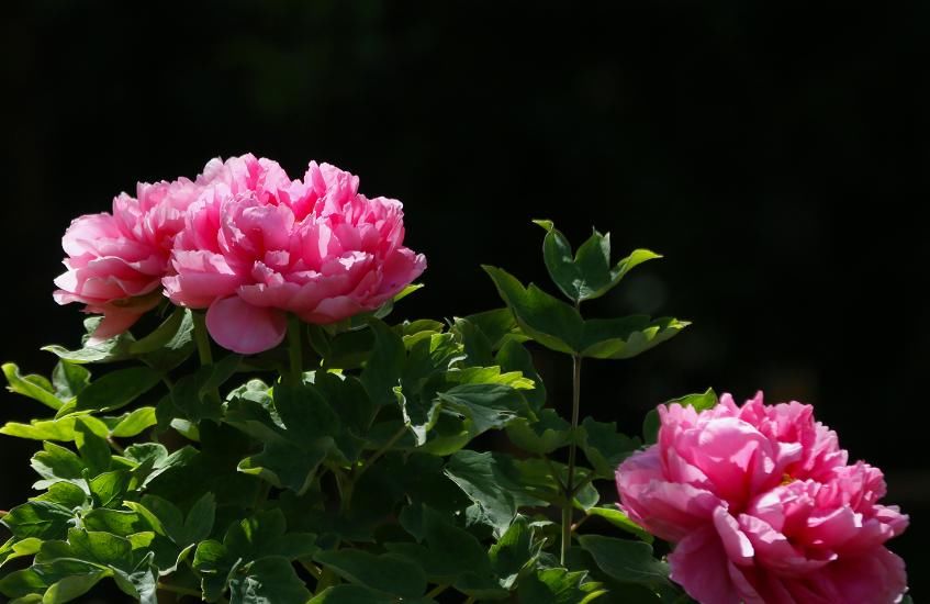 吵架|“能为老婆放下面子”的三生肖男,懂得低头,一吵架就会主动认错